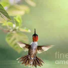 Hovering Ruby Throated Hummingbird by Bonnie Barry