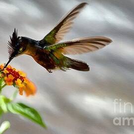Humming Bird At Flower