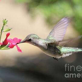Hummingbird at Sweet Red Flower by Carol Groenen