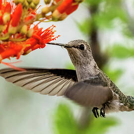 Hummingbird Delight