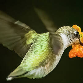 Hummingbird Fill Up by Roger Swieringa