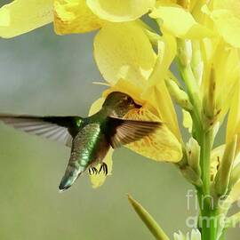 Hummingbird in Canna Lily Flower by Carol Groenen