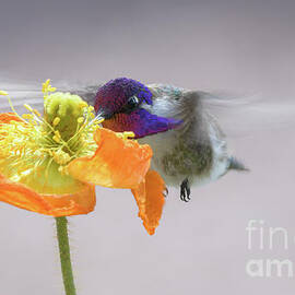 Hummingbird in Flower by Lisa Manifold