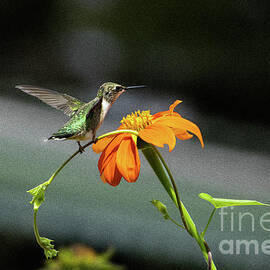 'Hummingbird' Landing by Gary Shindelbower
