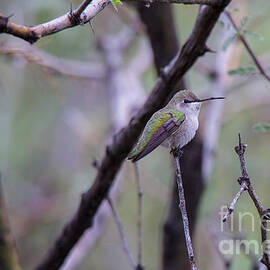 Hummingbird on a Stick by Connie Allen