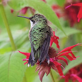 Hummingbird Resting by Sharon McConnell