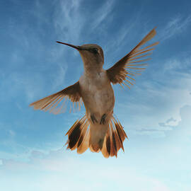 Hummingbird Stop-Action by Daniel Beard