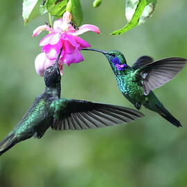Hummingbirds of Costa Rica36 by Alex Nikitsin