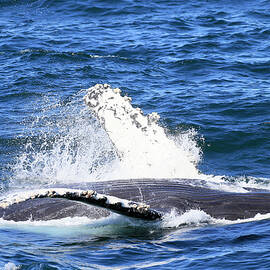 Humpback Belly by Shoal Hollingsworth