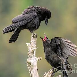 Hungry Baby Crow by Jennifer Jenson