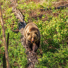 Hungry Bear - Glacier National Park by Garth Steger