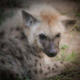 Hyena Puppy by Rebecca Herranen