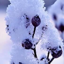 Ice Covered Berries at Twilight by Scott Mason Photography