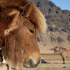 Icelandic Beauty by Christopher Wentworth