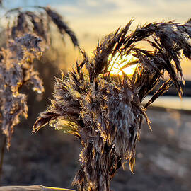 Icey Seagrass at Sunset 3 by Lorri M Barry Photography - The Artsea Daisy