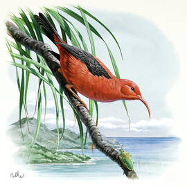 Iiwi by Don Balke