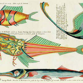 Illustrations of fishes found in Moluccas Indonesia and the East Indies 17 by Louis Renard