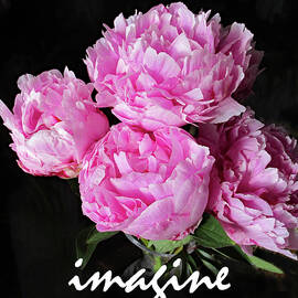 imagine peonies by Corinne Carroll