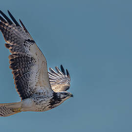 In Flight Swainson's Hawk by Paul Freidlund