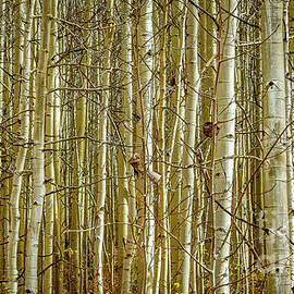 In The Thick Of It, Colorado Grove of Aspen by Janice Pariza