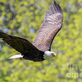 Inbound Eagle by Jennifer Jenson