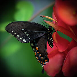 Indian Shot and Spicebush Swallowtail Butterfly II from Flowers and Butterflies Collection by Lily Malor
