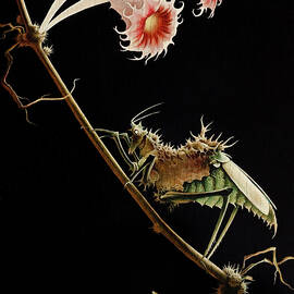 Insect with flowers - Insekt mit Blueten by Franz Sedlacek by Franz Sedlacek