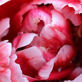 Inside a Furled Tulip by Michaela Perryman