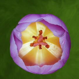 Inside the Lavender Tulip by Tom Mc Nemar