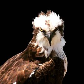 Interview with an Osprey by David Walker