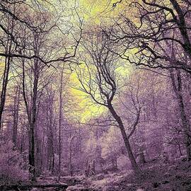 Into The Enchanted Forest  by Neil R Finlay