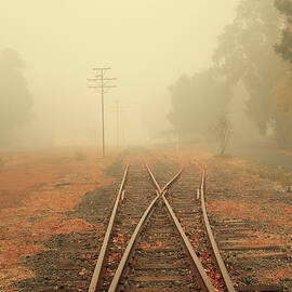 Into the Fog by Elaine Teague