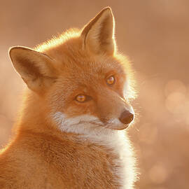 Into Your Soul - Backlit fox by Roeselien Raimond
