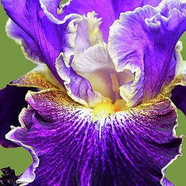 Iris Flower and Bud - Belle Fille by Regina Geoghan