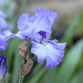 Iris Flower in Bloom by Joseph Skompski