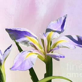 Iris on Watercolor by Diann Fisher