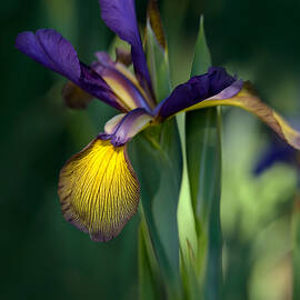 Iris Spuria by Jenny Rainbow