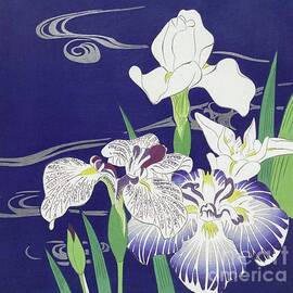 Irises by Jon Jamie