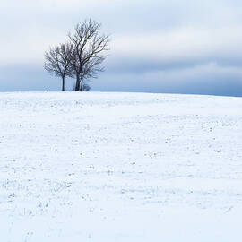 Two isolated trees on the crest of a snow-capped volcano