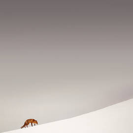 It's a Long Road - Red fox climbing a snow hill by Roeselien Raimond