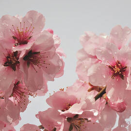Its Almond Blossom Time - Pink Flowers with Raindrops - Floral Photography by Brooks Garten Hauschild