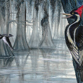 Ivory Billed Hope, Ivory Billed Woodpecker by Lisa Dragonetti