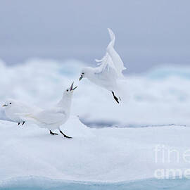 Ivory Gulls by Arterra Picture Library