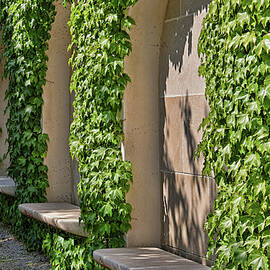 Ivy Covered Walls With Seating by Allen Beatty