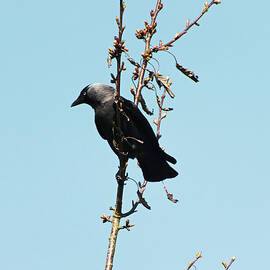Jackdaw in Tree by James Dower