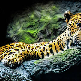 Jaguar Jungle by Karen Wiles