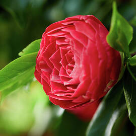 Japanese Camellia stylish red by Jouko Lehto