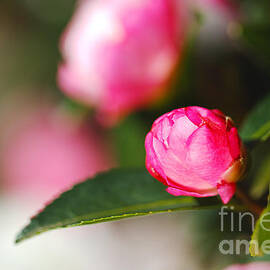 Japonica Camellia Buds by Joy Watson