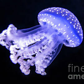 Jellyfish under the Sea by Beachtown Views