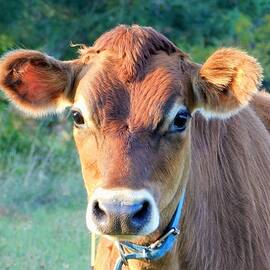 - Jersey Cow 1
